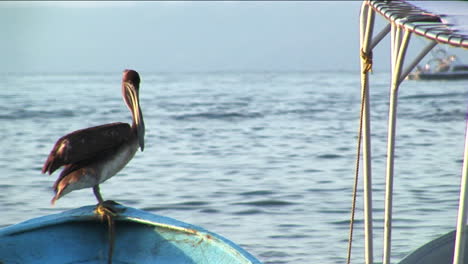 a pelican stands on the bow of a rowboat floating in water