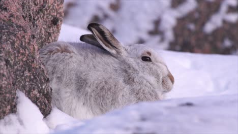 Liebre-De-Montaña-En-Abrigo-De-Invierno,-Resguardada-Por-Rocas-En-Montañas-Nevadas,-Cairngorms,-Escocia