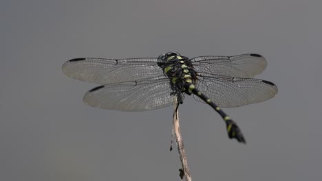 Die-Gemeine-Flanschschwanzlibelle-Kommt-Häufig-In-Thailand-Und-Asien-Vor