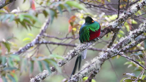 Resplendent-Quetzal-male-front-view-perched-on-branch,-San-Gerardo-Costa-Rica