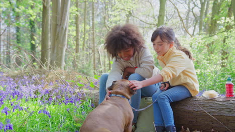 two children walking pet dog through bluebell woods in springtime taking a break sitting on log