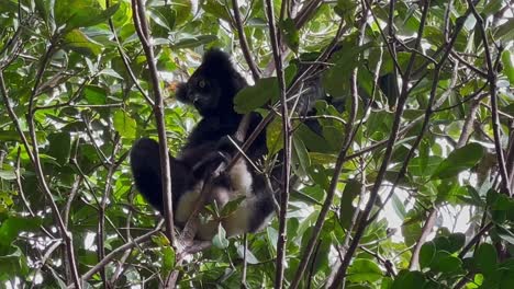 un lémur indri en un árbol comiendo bocadillos