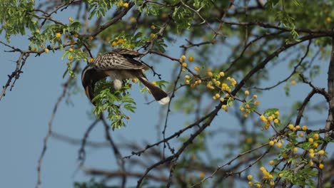 Ein-Grauer-Nashornvogel,-Der-Auf-Einem-Akazienzweig-Balanciert-Und-Blumen-Isst,-Khwai-Botswana