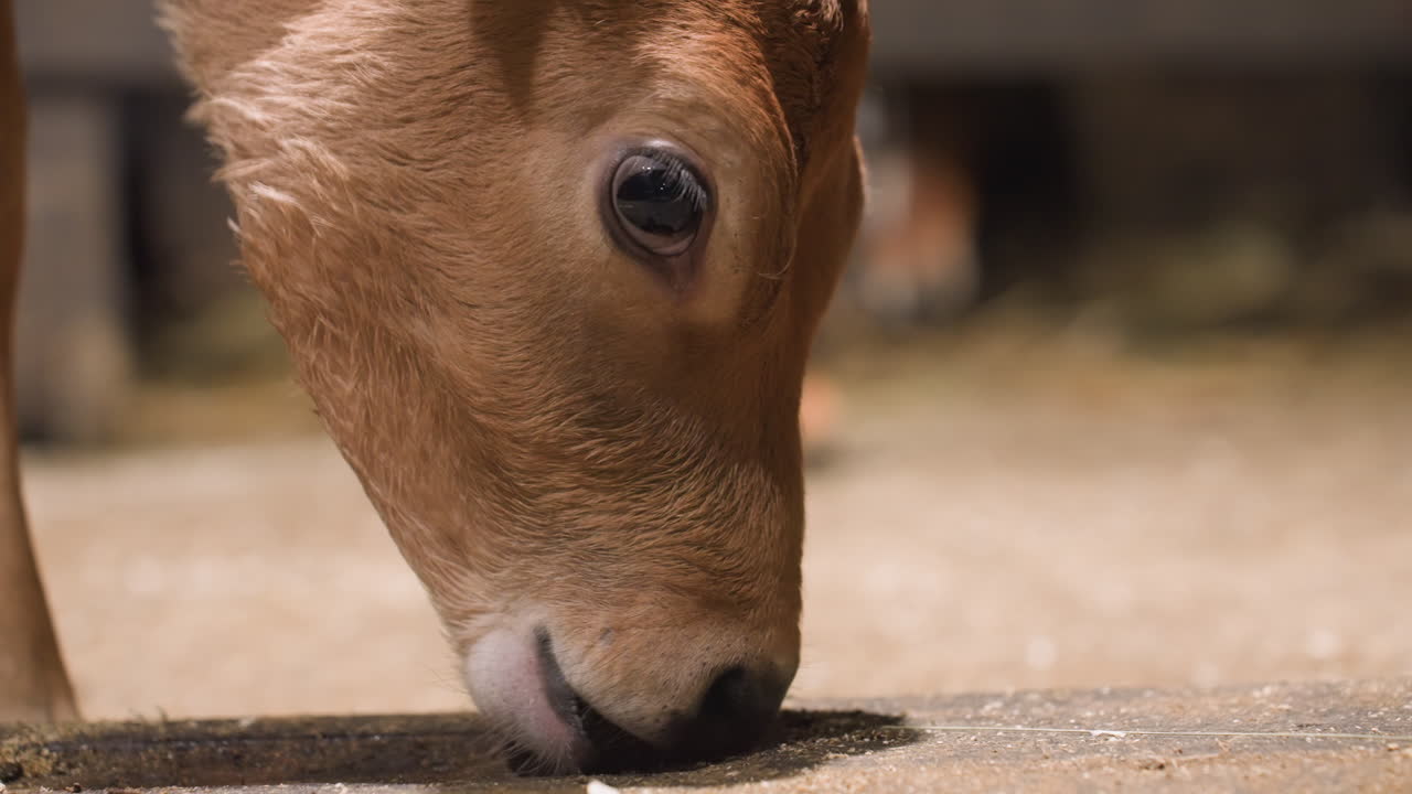 Primo piano del muso di vitello che impara a nutrirsi, naso tenero che assaggia il grano sul pavimento della stalla, pelliccia morbida illuminata da luce calda, momento tranquillo e concentrato che mostra la curiosità del neonato e la prima lezione di alimentazione