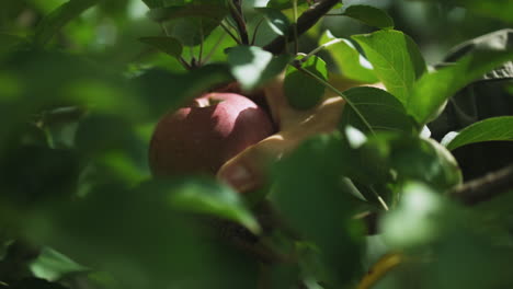 A-woman's-hand-reaches-into-frame-to-pull-a-red-apple-off-the-branch-on-a-sunny-day