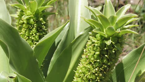 Makro-Nach-Oben-Kippen:-Ananas-Blumenzwiebelspitzen-Mit-Neuer-Mini-Zwiebelpflanze