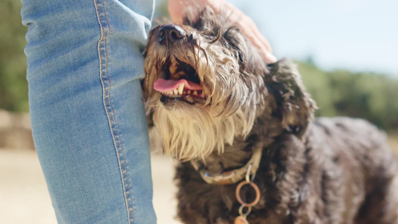 Person Petting a Happy Shaggy Dog Outdoors