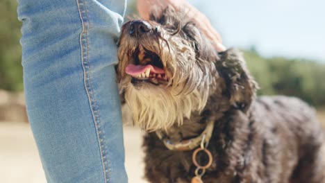 person petting a happy shaggy dog outdoors