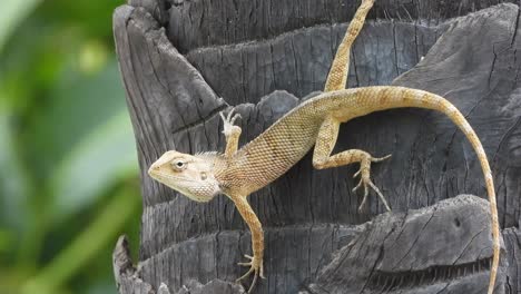 Lagarto-Esperando-Cazar---Encontrar-Comida-