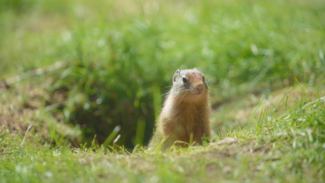 Prairie dog hiding in the hole on a grassy field in summer