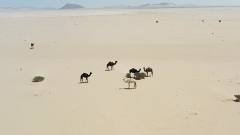 Grupo-De-Camellos-En-El-Corazón-Del-Desierto-De-Arabia-Saudita