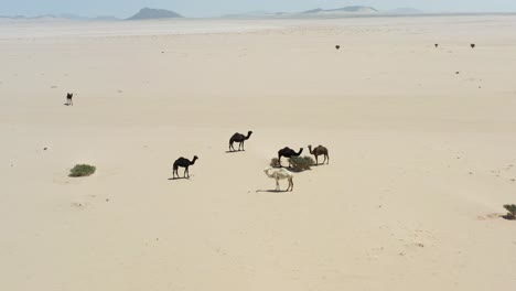 grupo de camellos en el corazón del desierto de arabia saudita