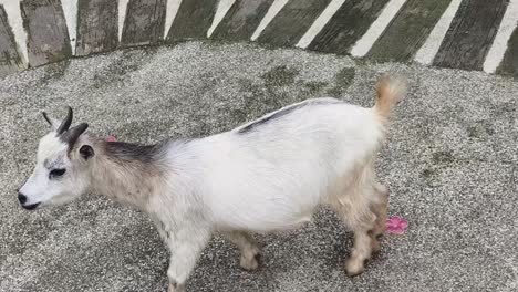 small white goat on a paved area