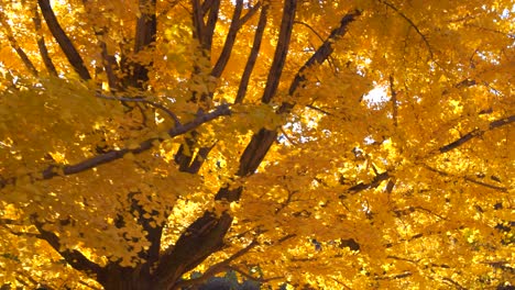 Walking-shot-through-rows-of-yellow-ginko-trees-in-fall