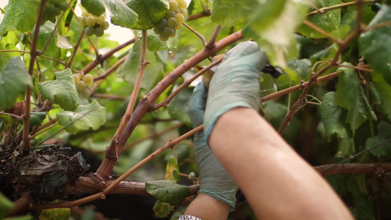 포도원에서 손을 닫고 갈리시아에서 흰색 알바리뇨 와인 포도 한 다발을 수확합니다