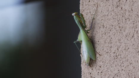 close-up of praying mantis full body