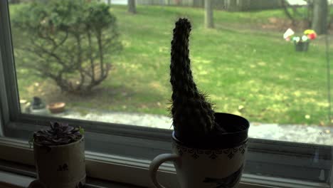 a small cactus in a pot in a window sill