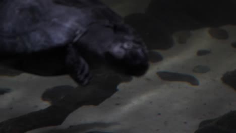 Up-Close-Of-Turtle-Swimming-Underwater-Around-In-Tank-With-Rocks-In-Background