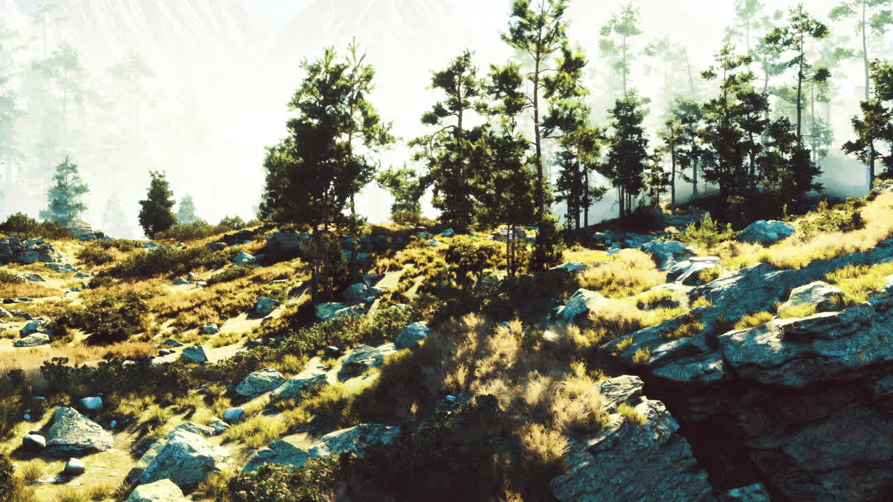 Sunlit forest landscape with rocky terrain and misty background at dawn