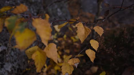 moving around fall foliage leaves in a gloomy autumn forest in scandinavia - circling pov view