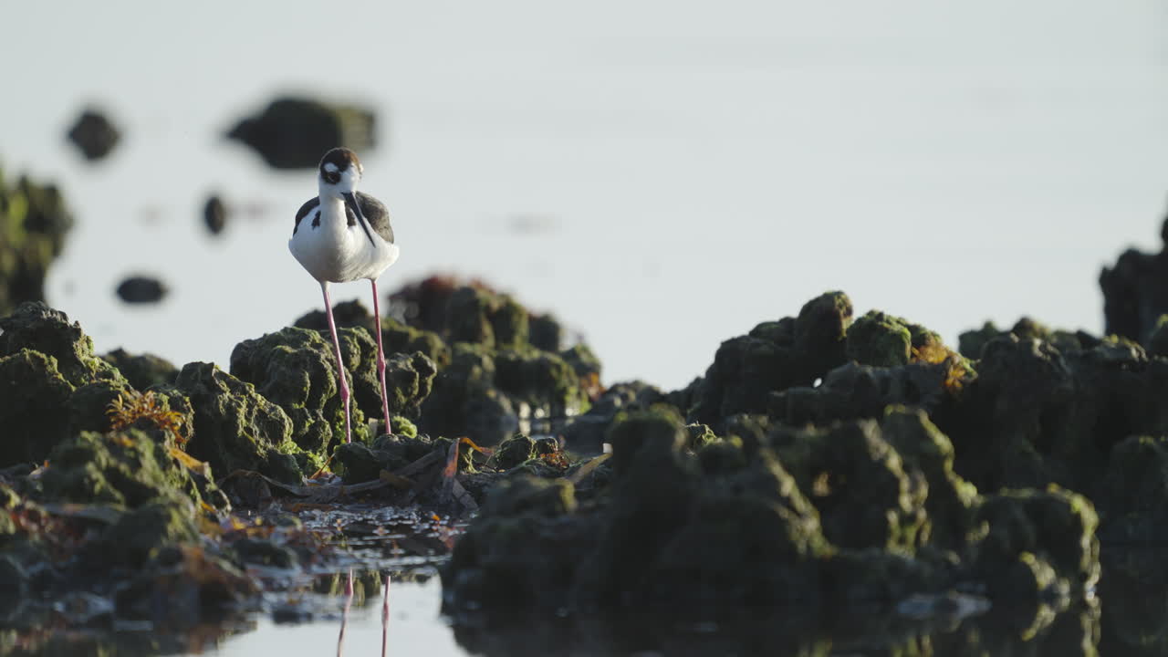 Black Necked Stilt Scratching Head with Legs by Rocky Reef