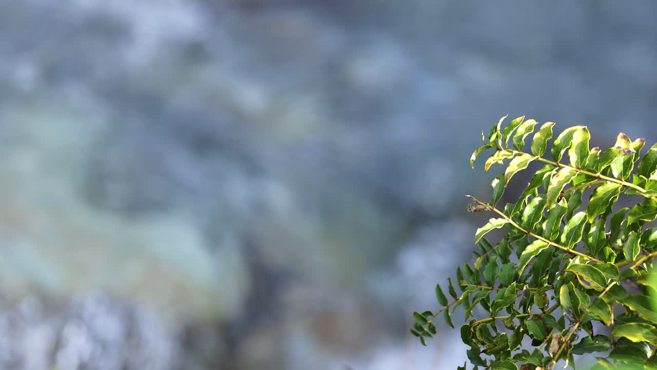Bright green leaves gently move in the breeze at the edge of a sunlit stream, with soft natural lighting and shallow depth of field