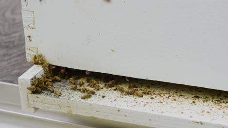 Gelbe-Honigbienen-Schwirren-Umher-Und-Versuchen,-Honig-Für-Die-Bienenkönigin-Zu-Sammeln,-Die-Im-Selbstgebauten-Bienenstock-Ruht