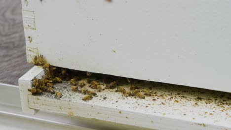 las abejas amarillas zumbando tratando de recolectar miel para la abeja reina que está descansando en la colmena casera