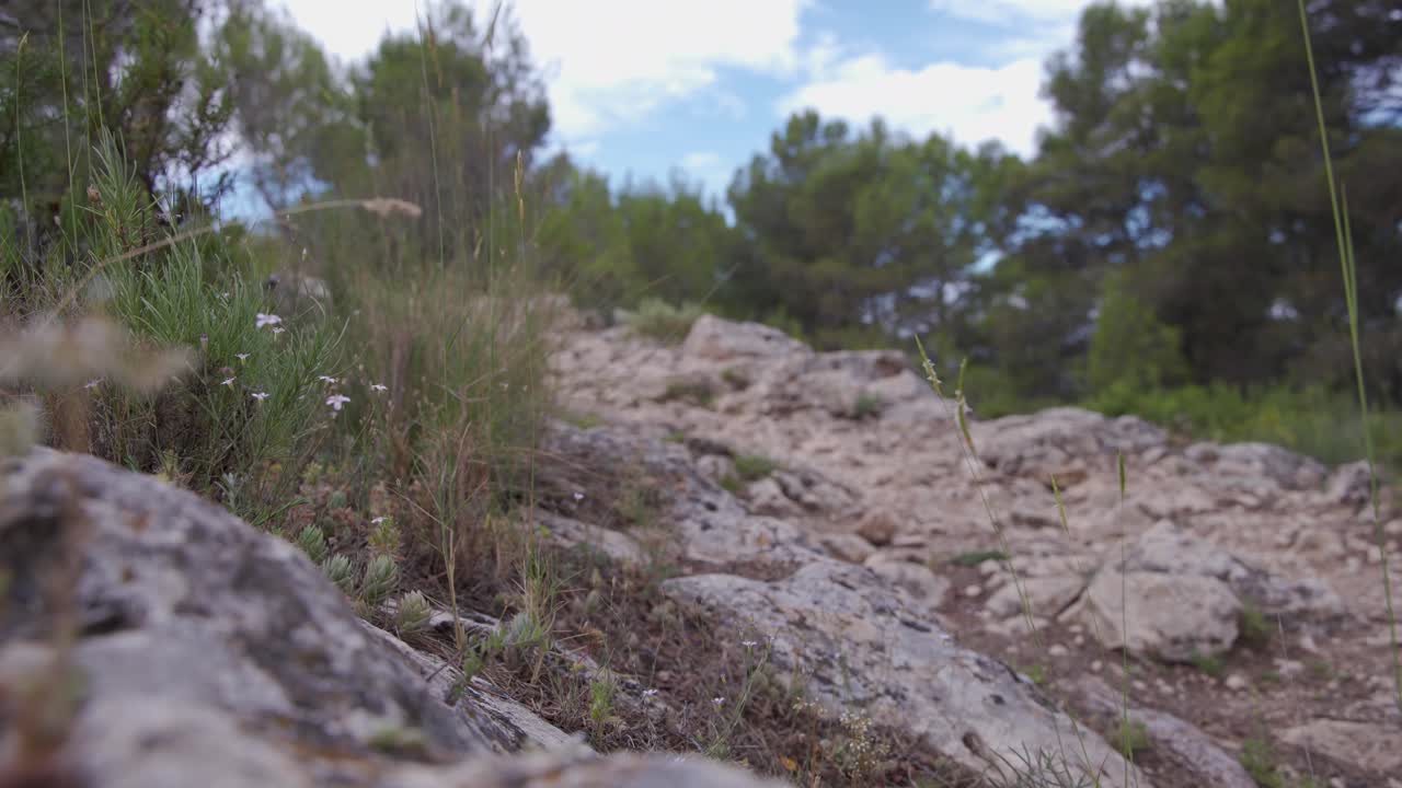 tallos de hierba y árboles coníferos en la ladera rocosa de la montaña, valencia, españa