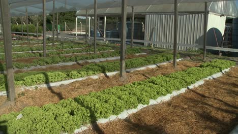 Líneas-De-Parches-De-Lechuga-Cultivadas-En-Un-Invernadero-Mientras-Una-Persona-Cruza-Detrás-De-Ellas