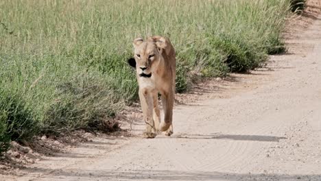 a lioness walking on a dirt road in the kalahari