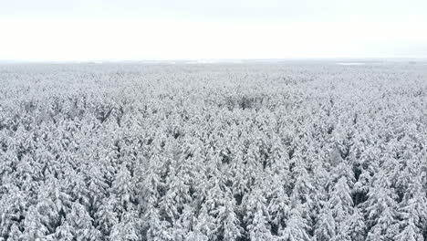 Top-view-of-the-winter-forest.-Aerial-survey.