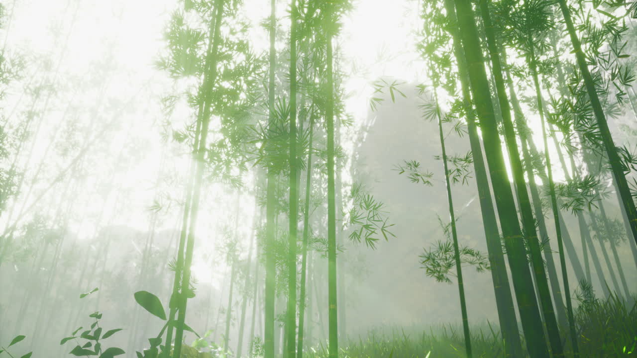 Shimmering bamboo forest bathed in morning light with hidden wonders