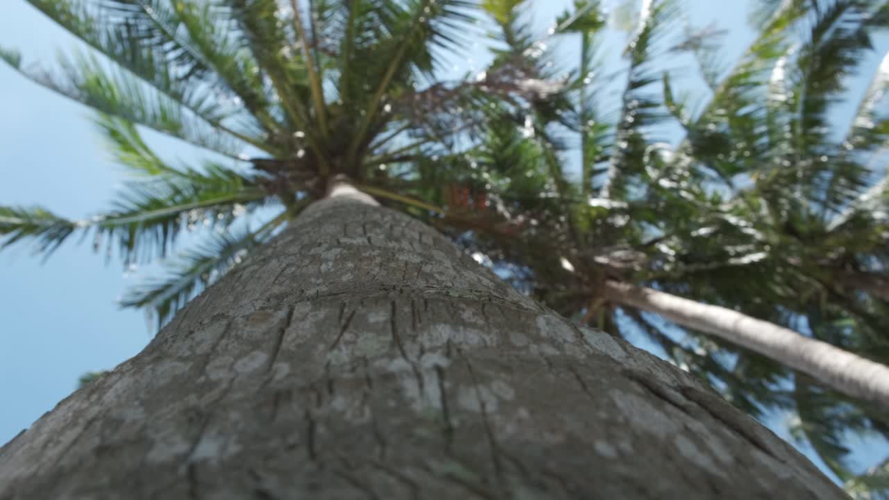 푸른 하늘과 함께 줄기와 잎을 보여주는 야자나무 줄기를 쐈다