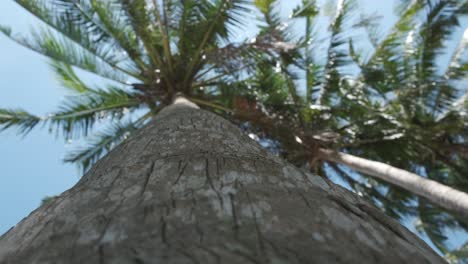 shot up a palm tree trunk showing its trunk and leaf's with blue sky