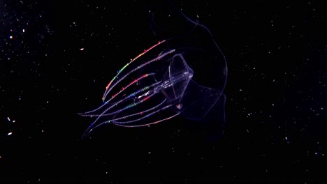ctenóforo de peine de gelatina con la luz refractada de los cilios, a medida que se mueve