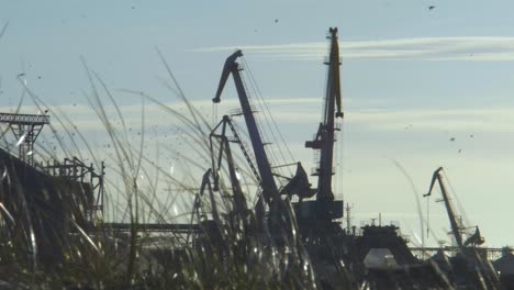 Coal-loading-in-the-Port-of-Liepaja,-working-cranes-in-the-port-in-sunny-day,-medium-shot-trough-the-grass