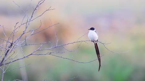 Auffälliger-Und-Auffälliger-Gabelschwanzschnäpper,-Tyrannus_savana,-Der-Auf-Einem-Zweig-Vor-Einem-Farbenfrohen,-Verschwommenen-Naturhintergrund-Sitzt,-Gesichtet-Im-Ibera-Provinzreservat