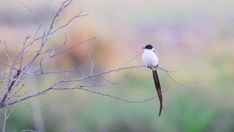 llamativo y conspicuo papamoscas de cola de horquilla, tyrannus_savana posado en una ramita contra un fondo colorido y borroso de la naturaleza, visto en la reserva provincial de ibera