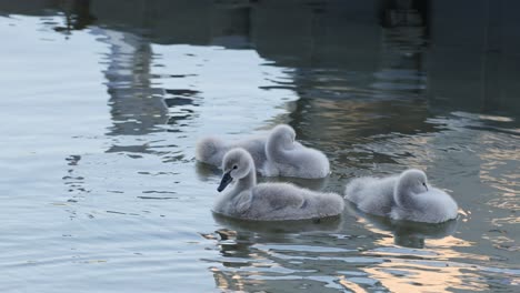 grupo de jóvenes cisnes flotando en aguas tranquilas