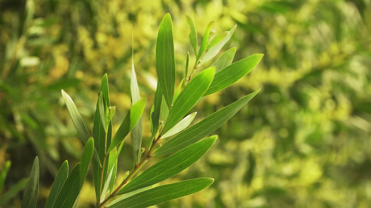 4k de cerca en la rama de hoja verde de una acacia longifolia comúnmente conocida como zarzo cetrino temblando en el viento