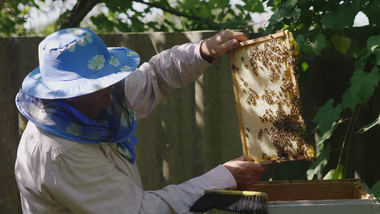 Apicoltore ispeziona i telaini con le api. Lavora nell'apiario. Video 4K.