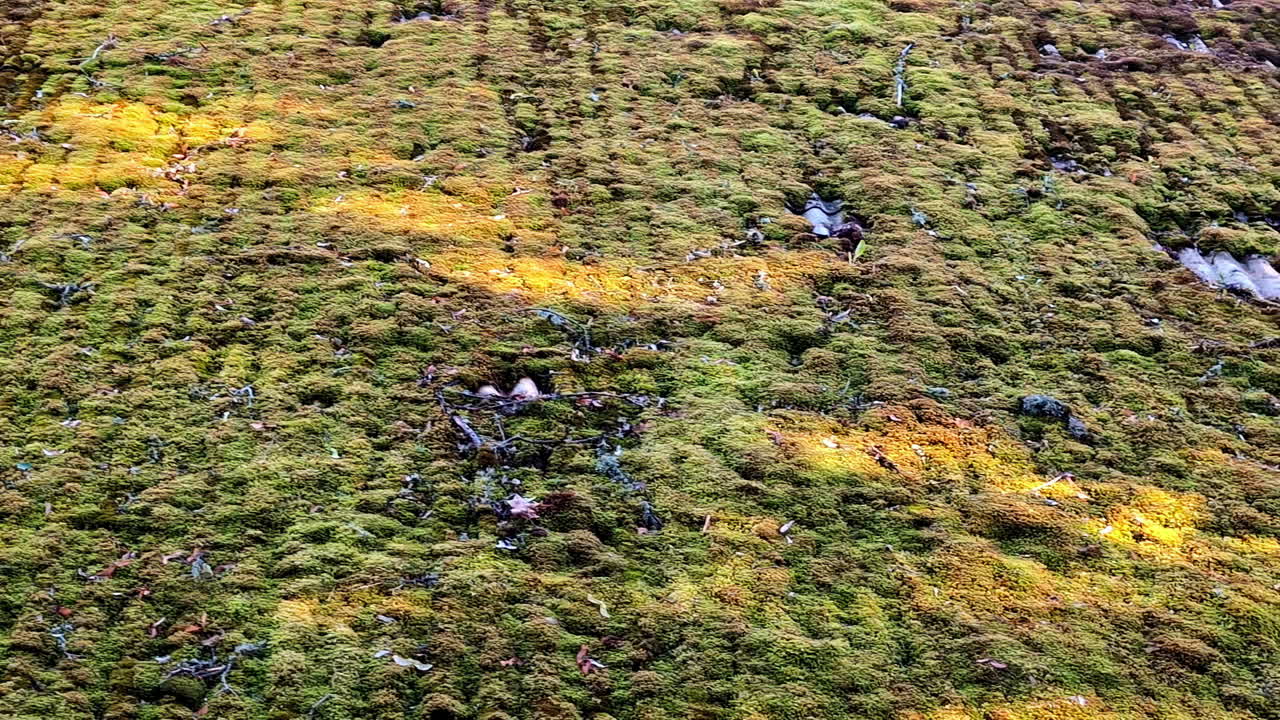 푸른 녹색과 노란색 모스로 인 숲 바닥의 세부적인 클로즈업, 텍스처와 자연 성장을 포착합니다.