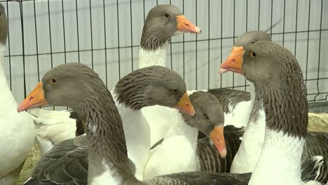 Die-Gänse-Von-Kurland-Posieren-Wunderschön