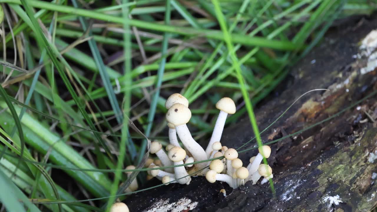 Mushrooms sprouting on a log in the forest