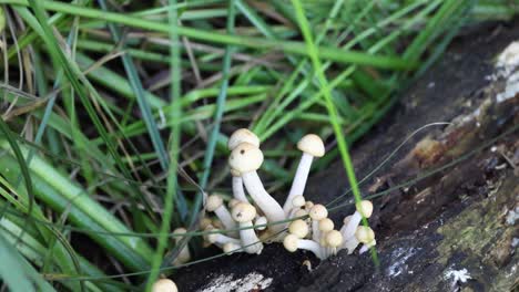 setas que brotan en un tronco en el bosque