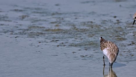 close capture of this bird feeding at a mudflat as it goes out to the right, red-necked stint calidris ruficollis, thailand