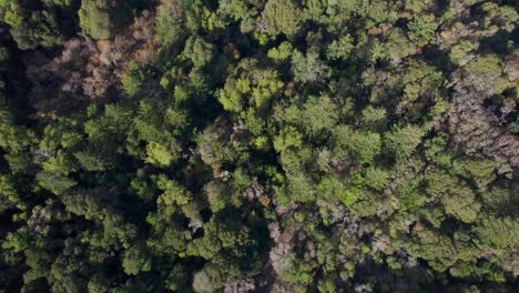 Drone-rolling-bird's-eye-of-forest-tilts-up-to-reveal-Northern-California-hills-during-golden-hour