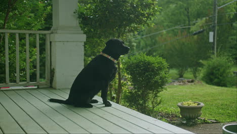 Black-dog-sitting-patiently-looking-out-from-porch