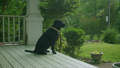 black dog sitting patiently looking out from porch